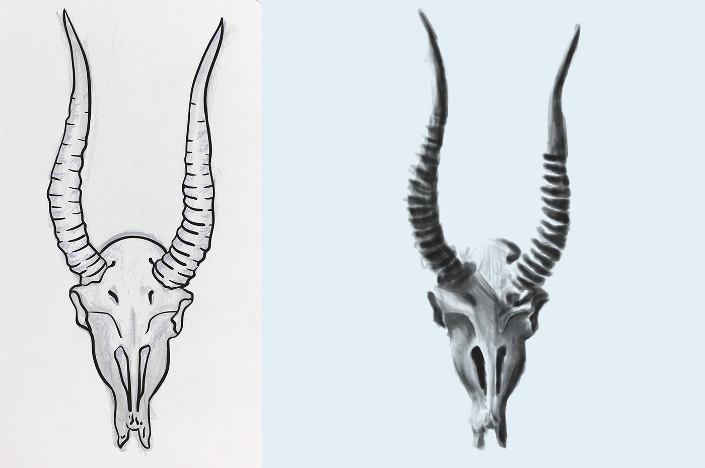 saiga animal antelope skull Nature life death