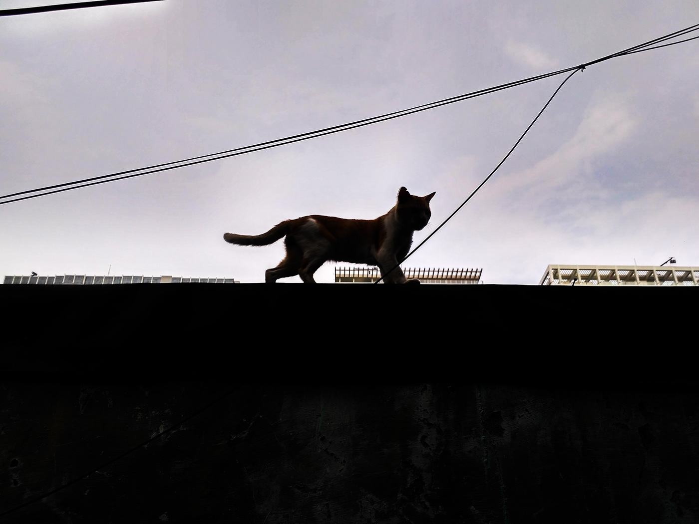 foto ini adalah foto kucing yang sedang berada diatas atap suatu rumah dan foto ini diambil menggunakan teknik fotography ballance menaruh objek berada ditengah sehingga terlihat ballance.(fotography dasar semester 2)