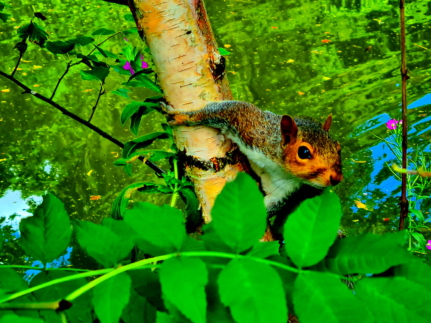 adobe Adobe Photoshop Adobe Portfolio animals art Behance cute Nature Photography  wildlife