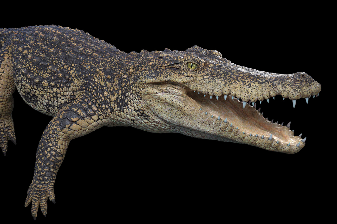 alligator croc croc 3d crocodile crocodile 3d model crocodile sculpt siamese siamese crocodile Zbrush