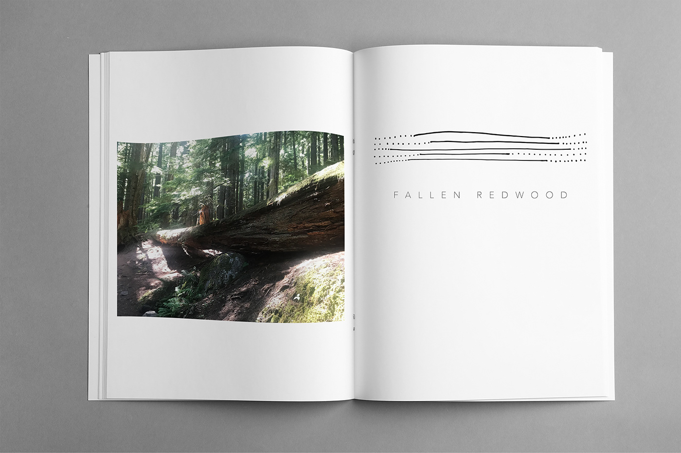 book forest Landscape Nature Photography  redwood Tree  trees