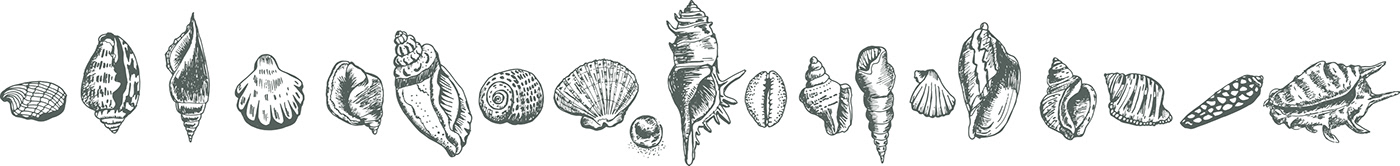 ammonites bivalve conch sea seashell shell water