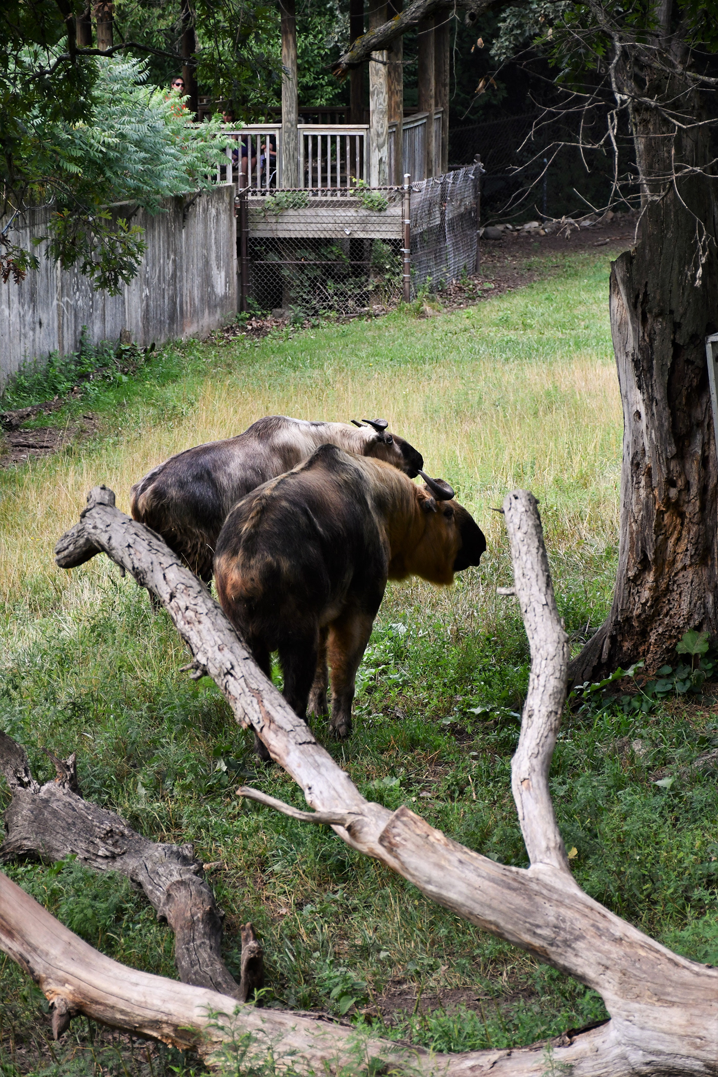 animals Photography  bears animal photography Minnesota Zoo