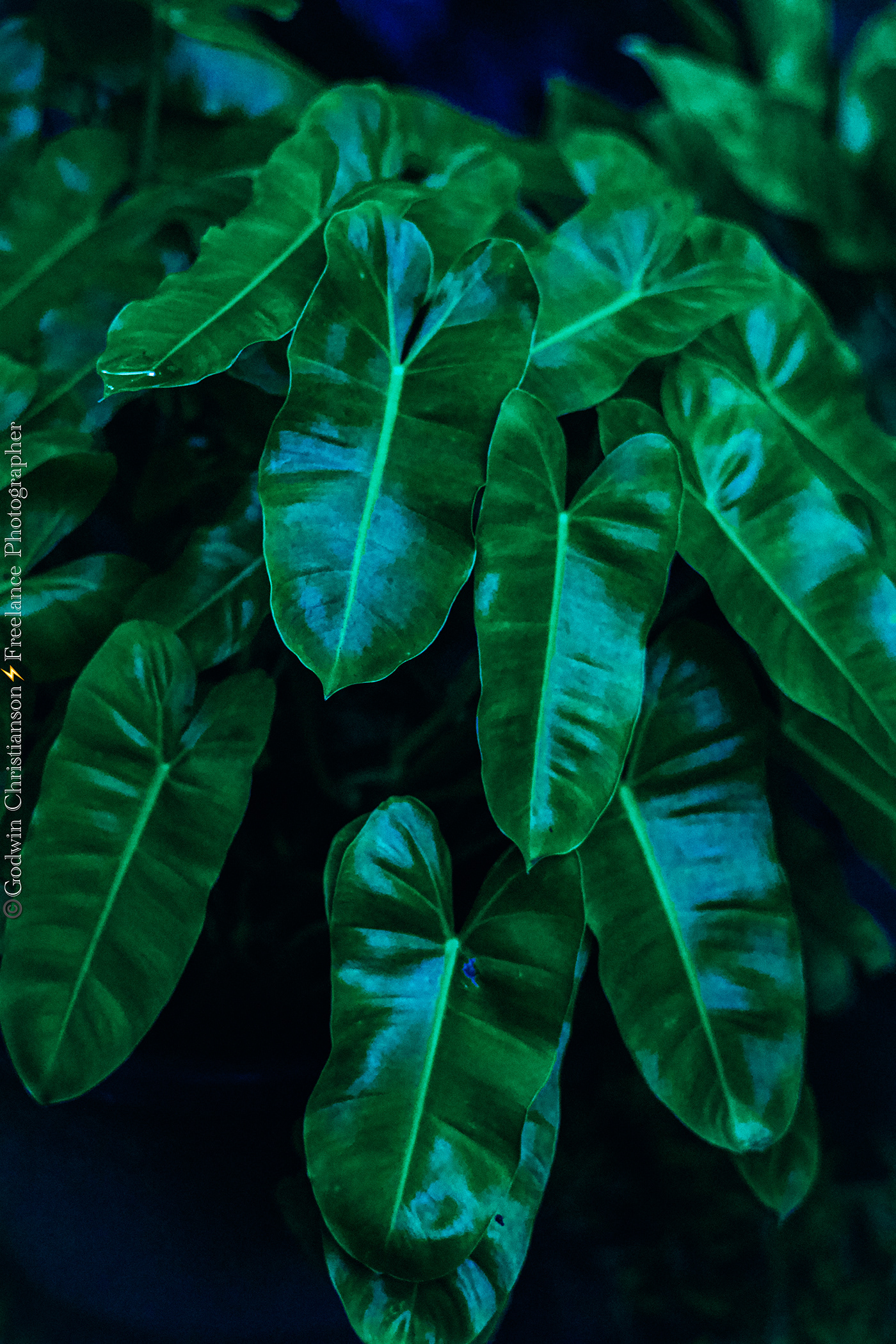 green leaves leaf Nature Photography  photographer jaffna Sri lanka Travel GREENY