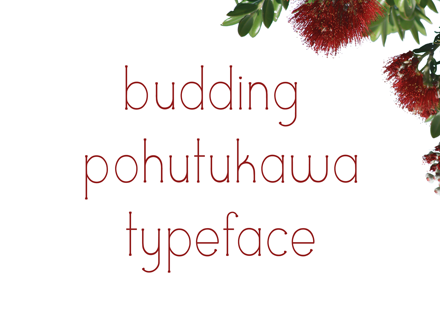 font Typeface New Zealand