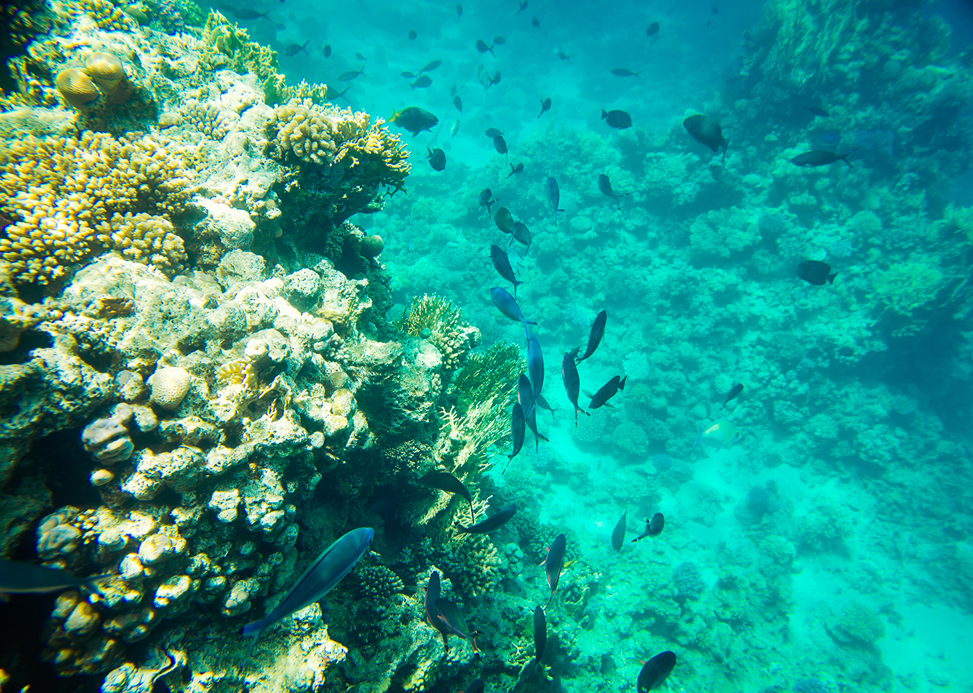 underwater red sea fish Nature sea Ocean coral