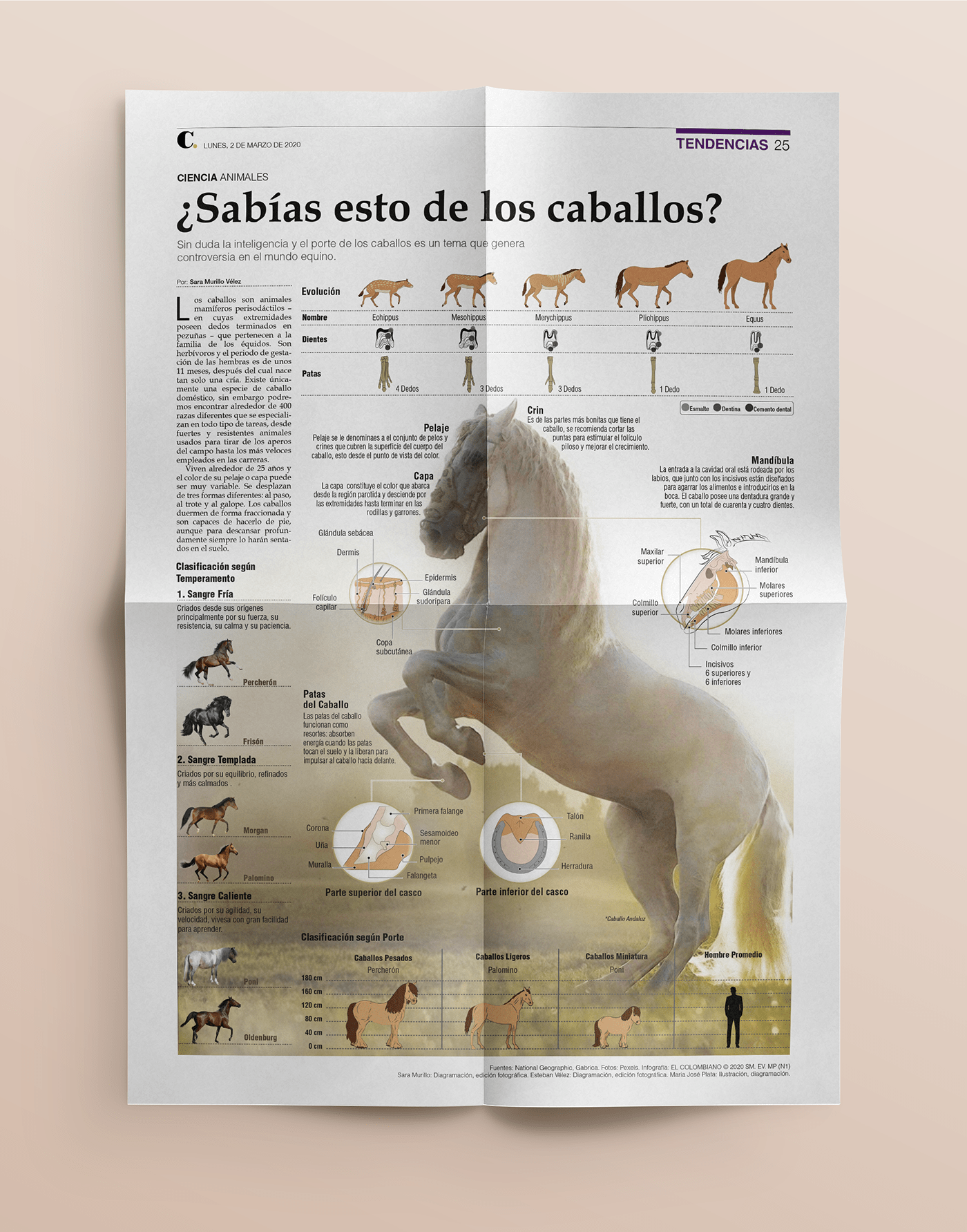 caballos diagramación diagramming horse ilustracion infografia infográficos infographic newspaper periodico