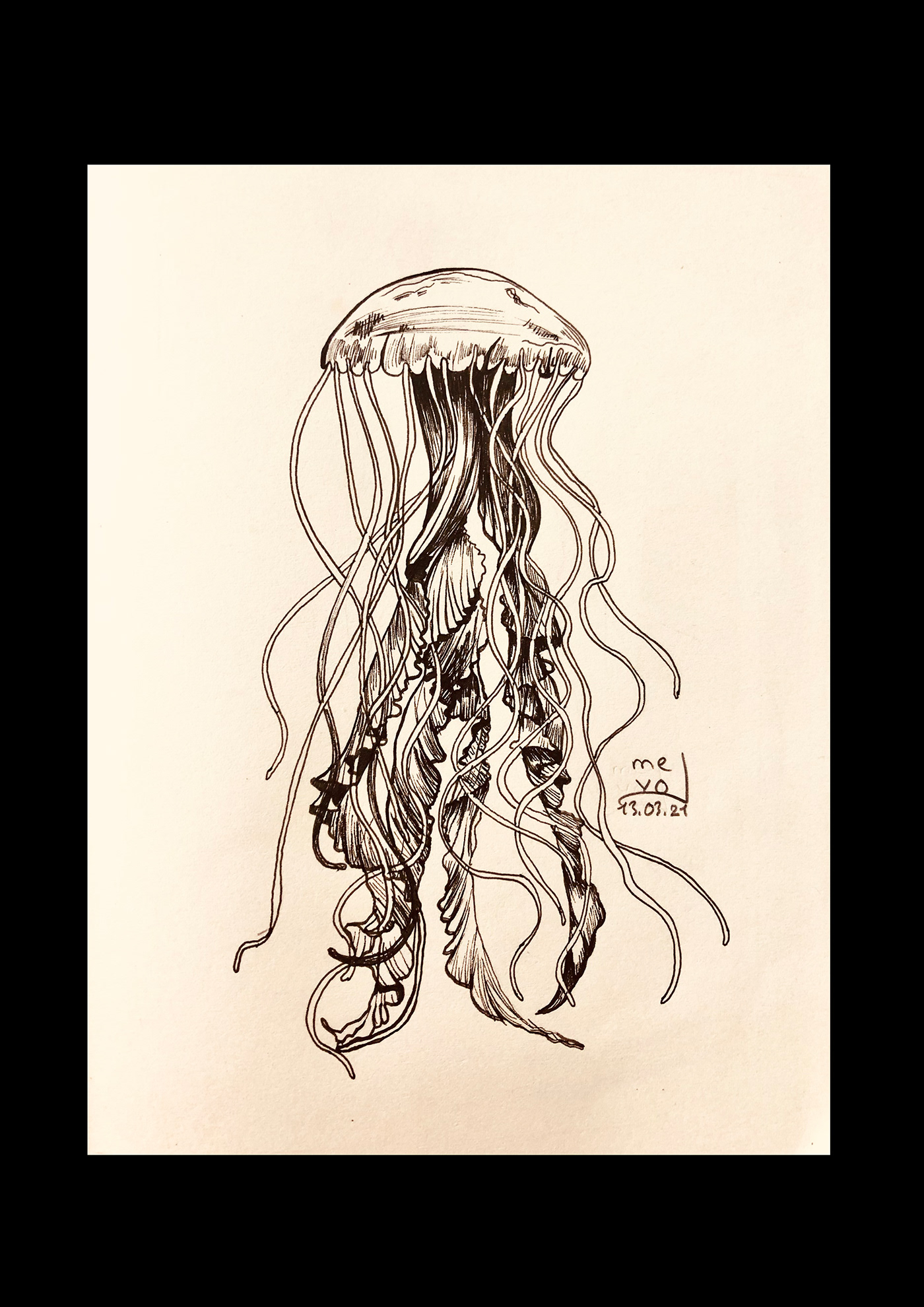 jellyfish jelyfishdesign jelyfishdrawing jelyfishsketch jelyfishtattoo tattoodesign  
