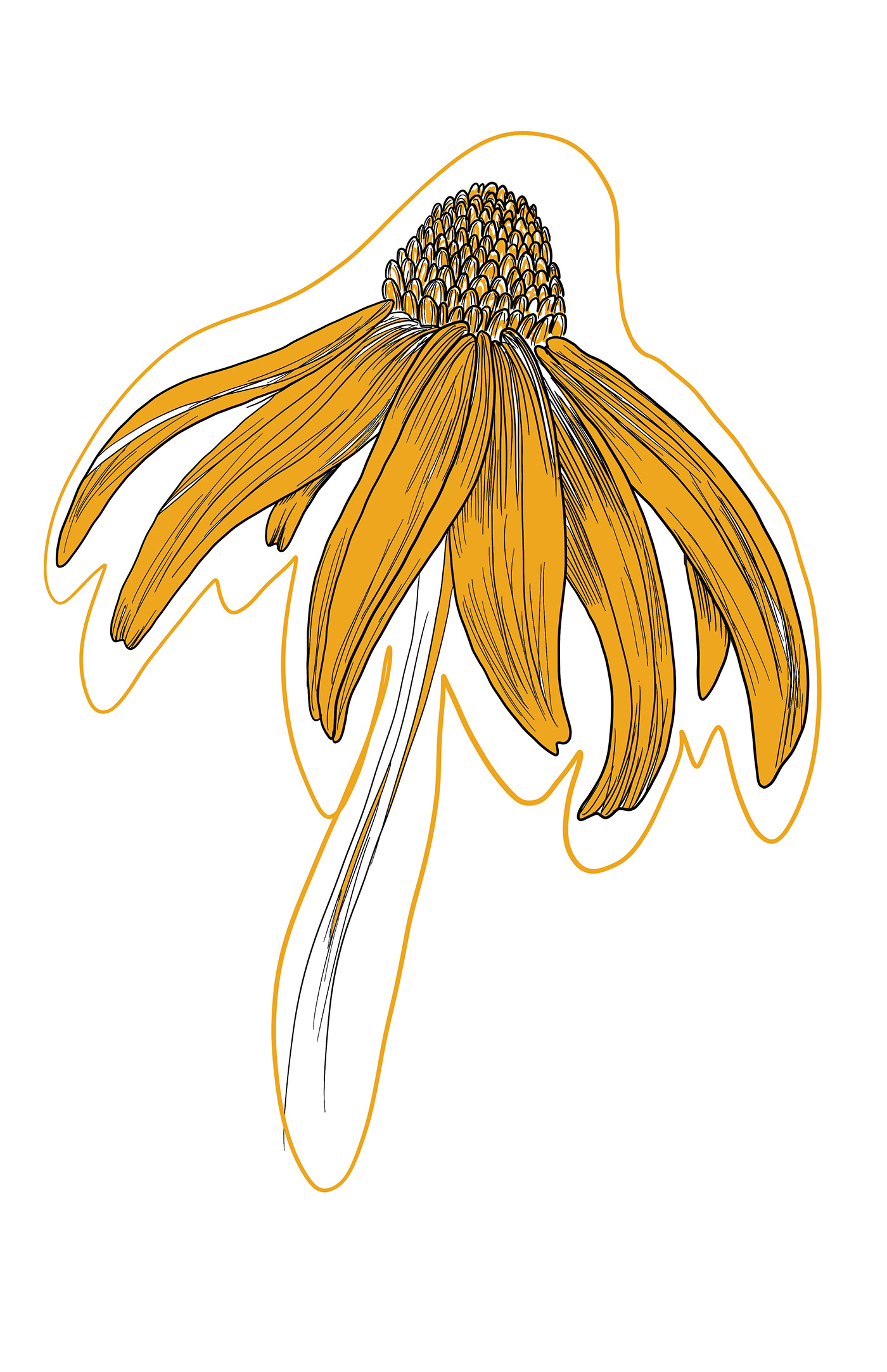 floral logo Flowers daisy coneflower black-eyed susan Procreate