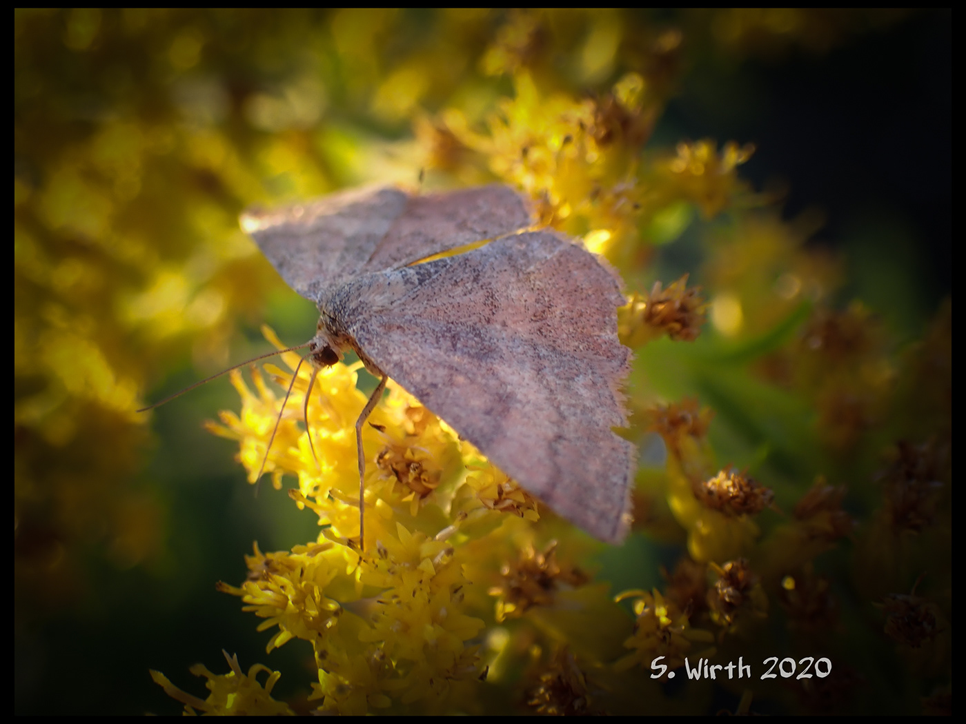berlin Geometridae goldenrod lepidoptera moth rosenthal september 2020 Stefan F. Wirth