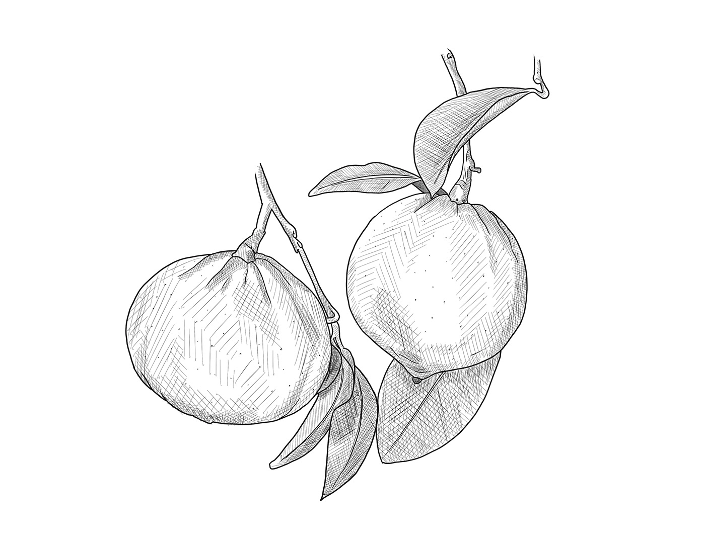 Bergamot black pepper Botanicals coriander leaf gin green coriander illustrations Juniper key lime lemon sketches