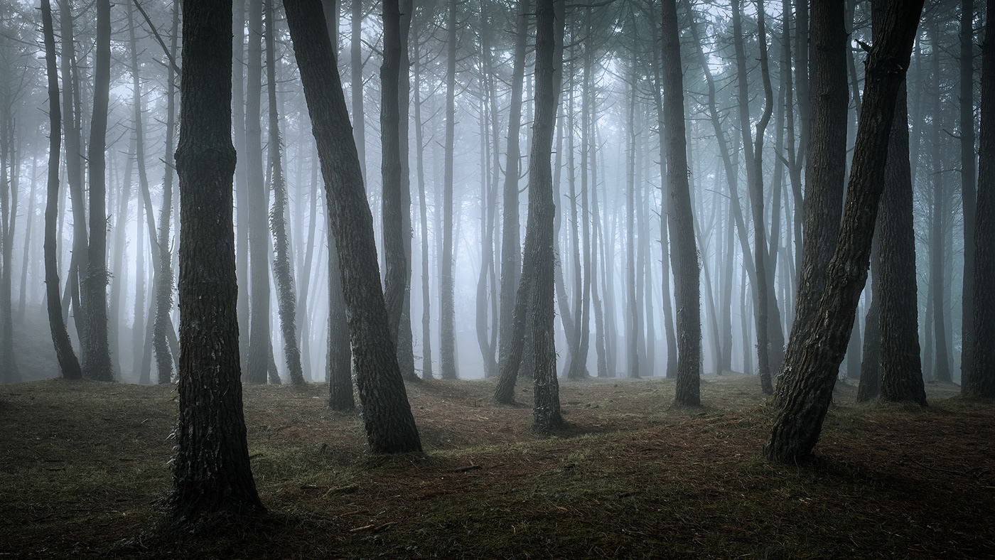 bosque fog Forests greenery landscape photography mystical nature photography Photography  spain woodland