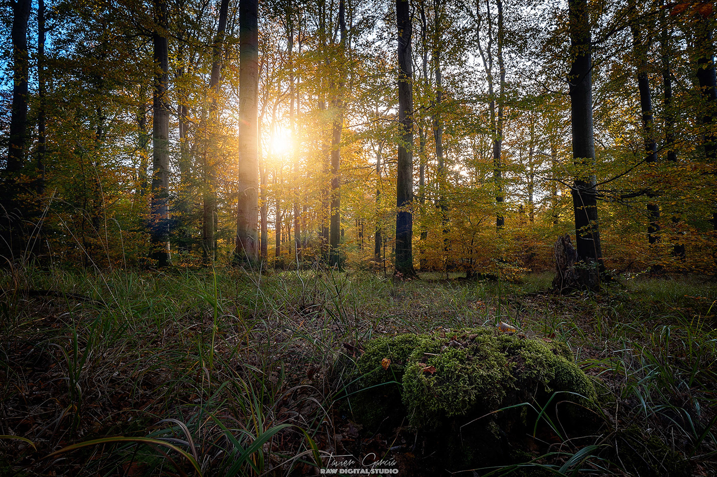 Nature woods forest Photography  Sony A7iii lightroom photoshop
