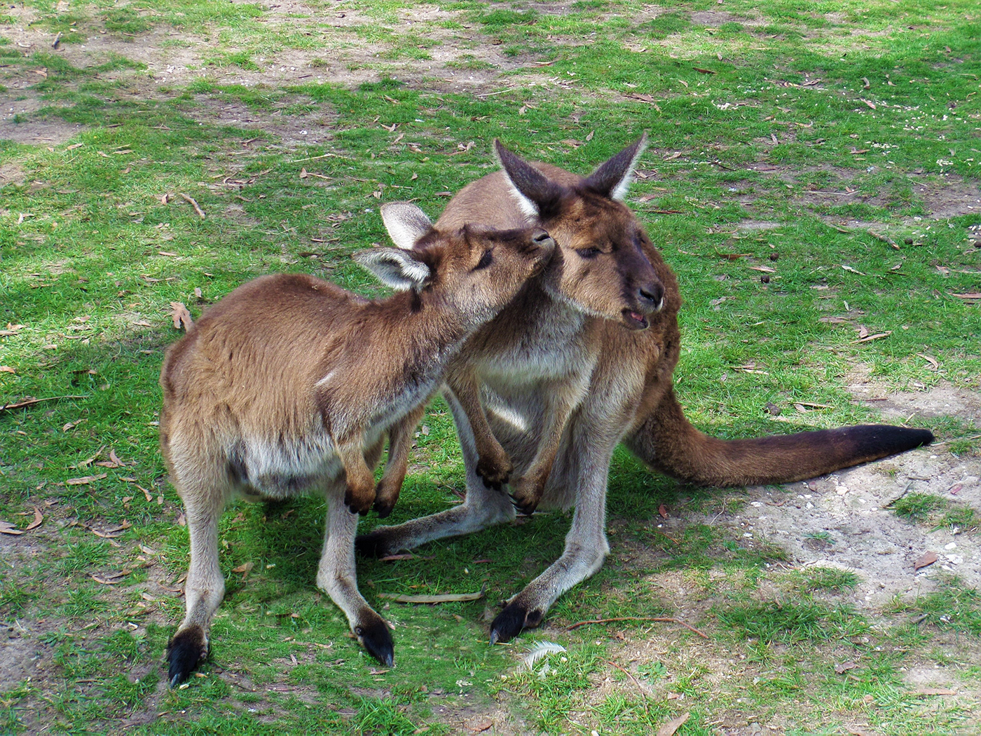 animals Australia cute kangaroo marsupial Nature Photography  prints skippy Zazzle