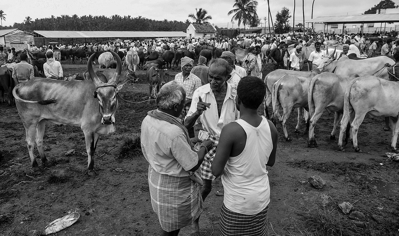 animals Cattle Coimbatore countrybreed Documentry market tamilnadu Travel