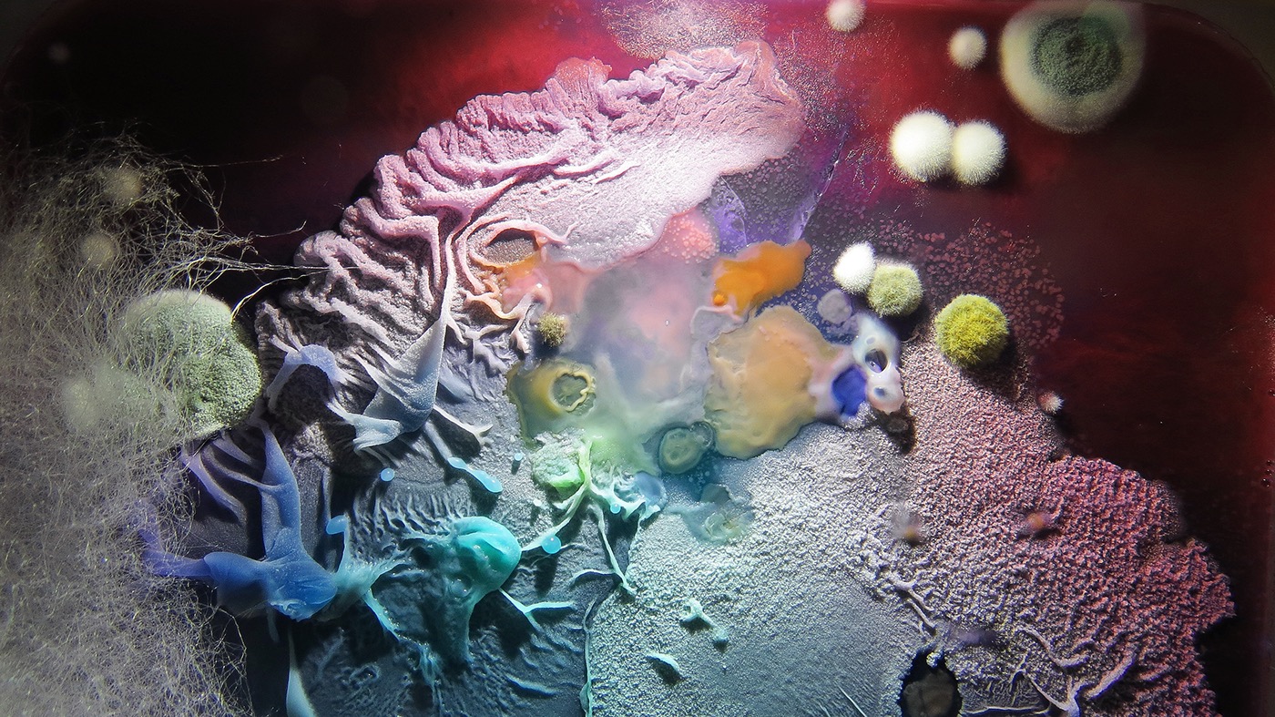 mould Bacteria texture colours shapes FINEART petridish SciArt