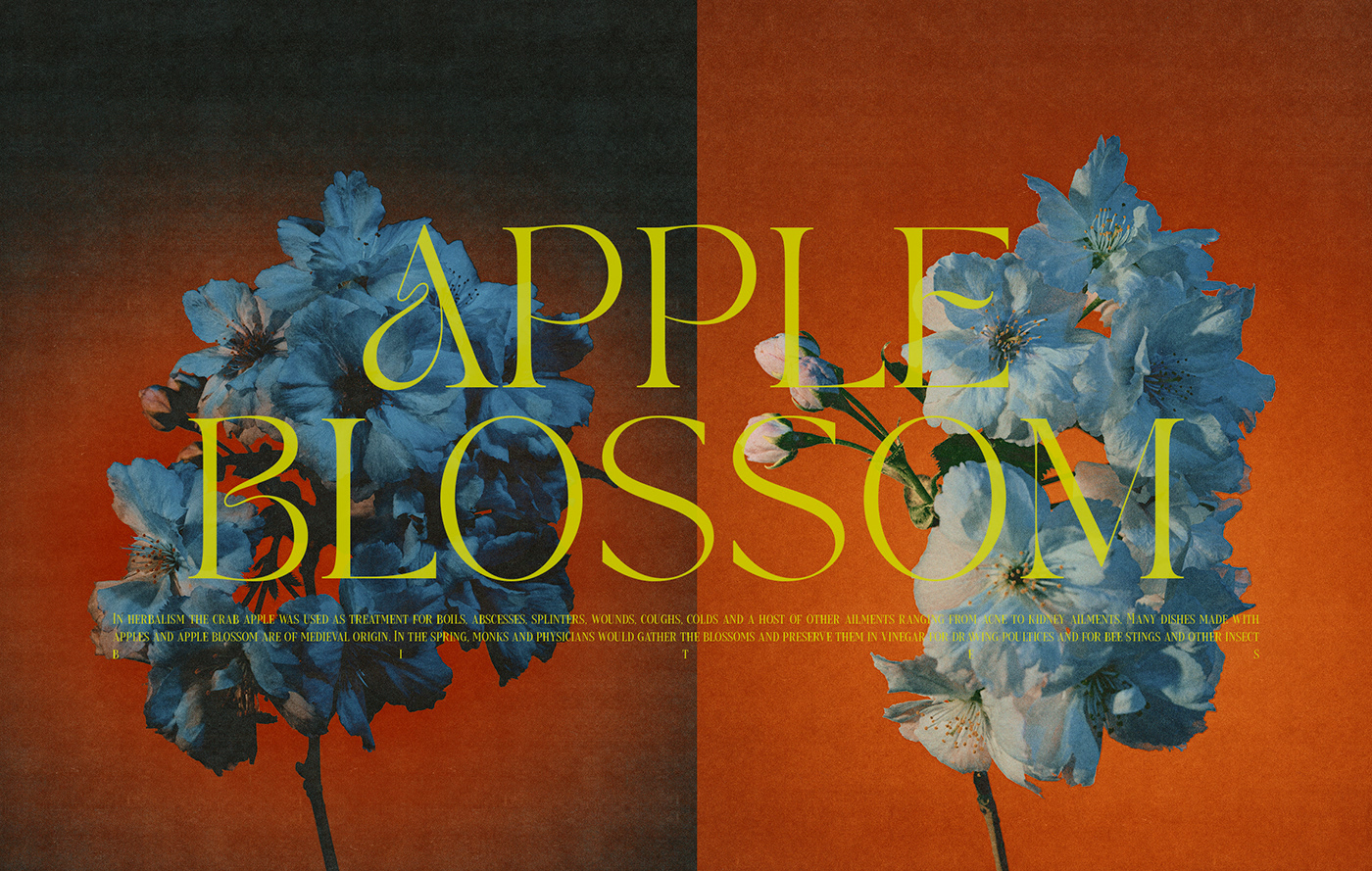 1990s concept design Digital Art  floral Flowers Nature Photography  Retro typography  