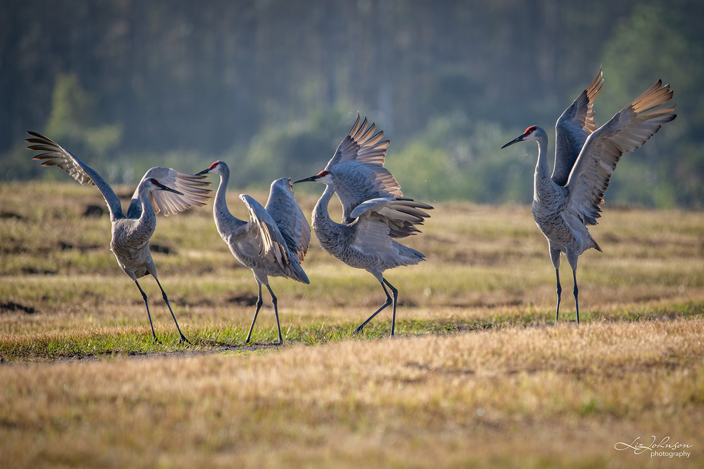 birds Nature Photography  Sandhill Cranes wildlife
