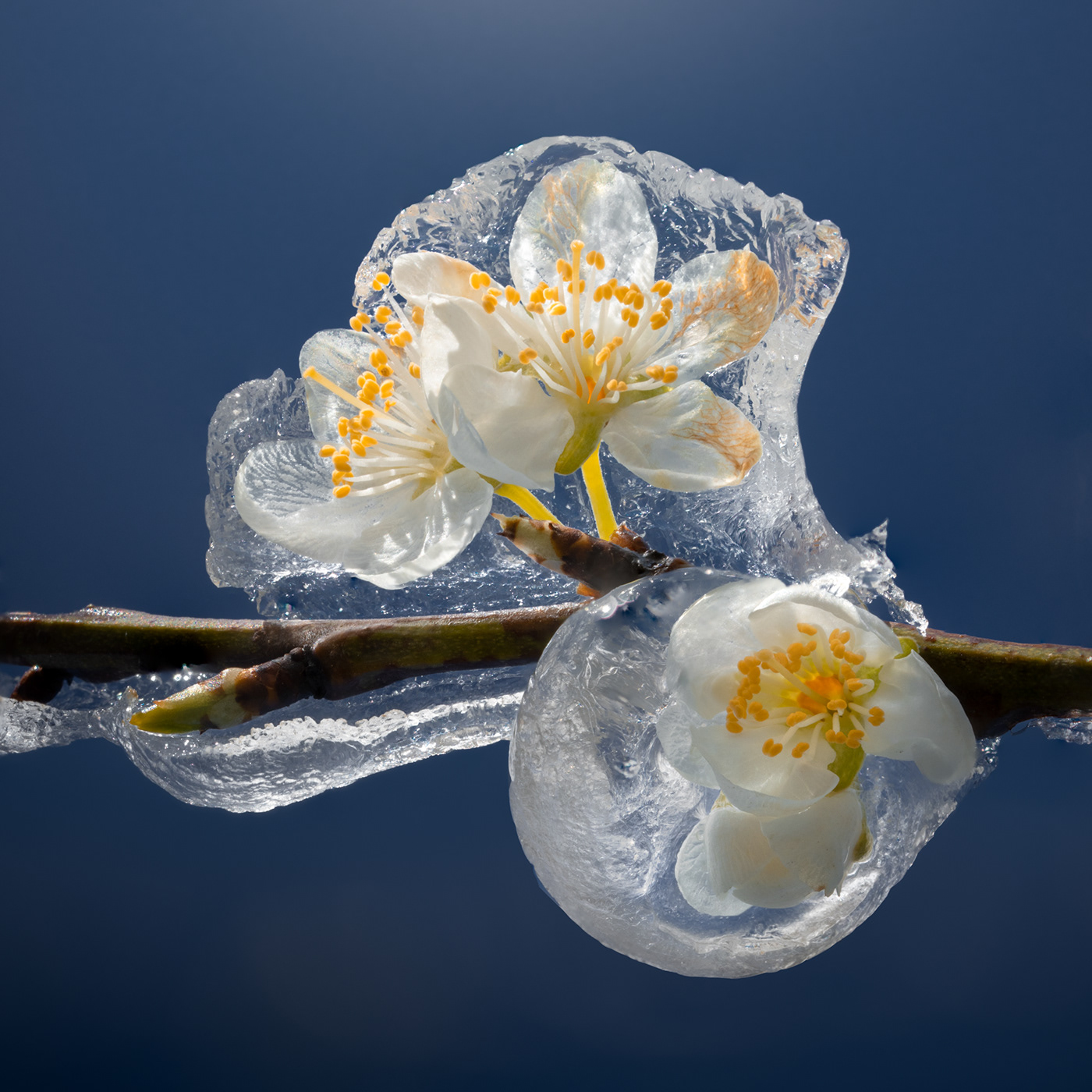 Flowers frozen Fruit ice The Netherlands trees