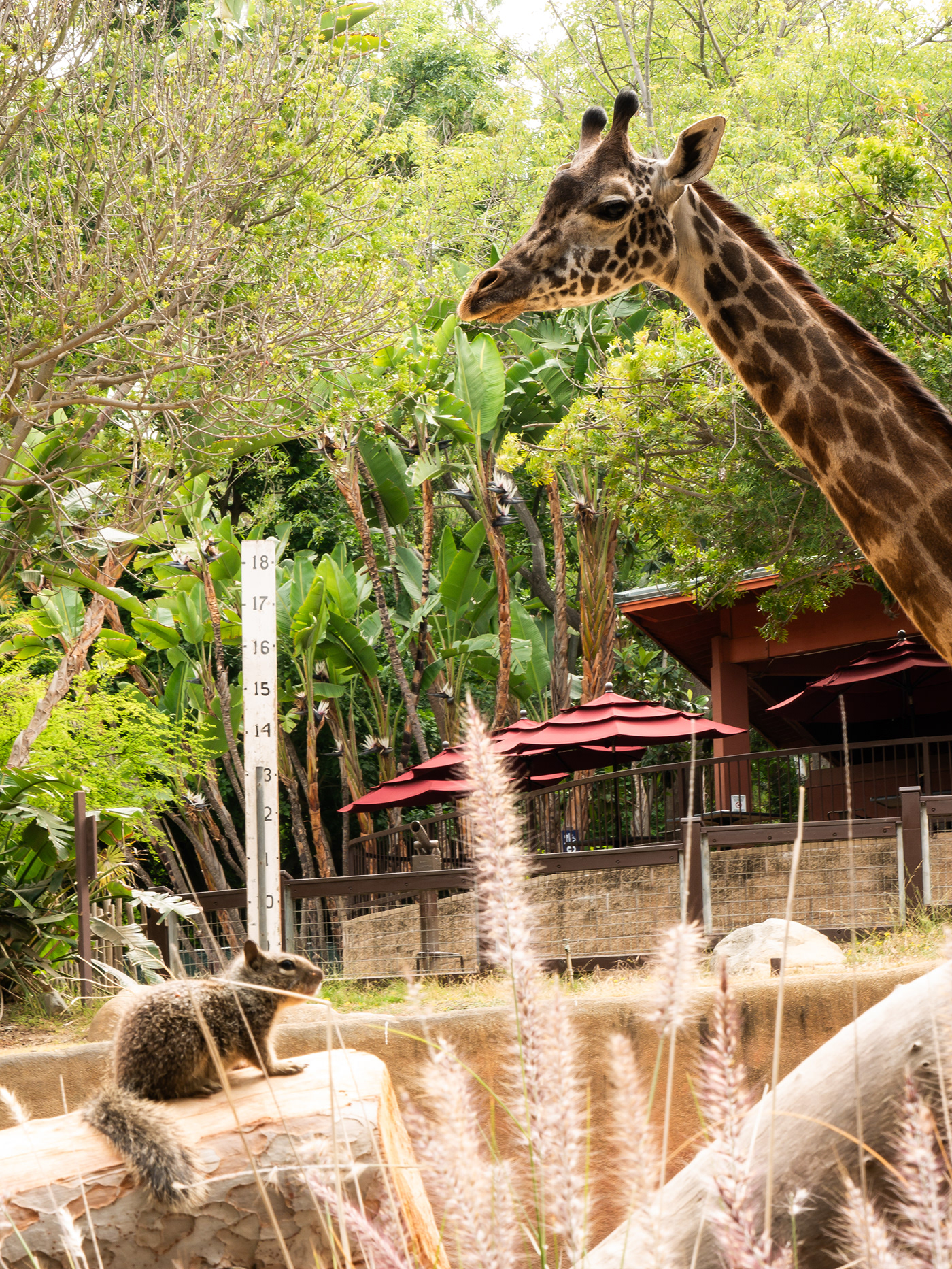 Los Angeles California SoCal wild animals giraffes KangaROOS zebras la la zoo