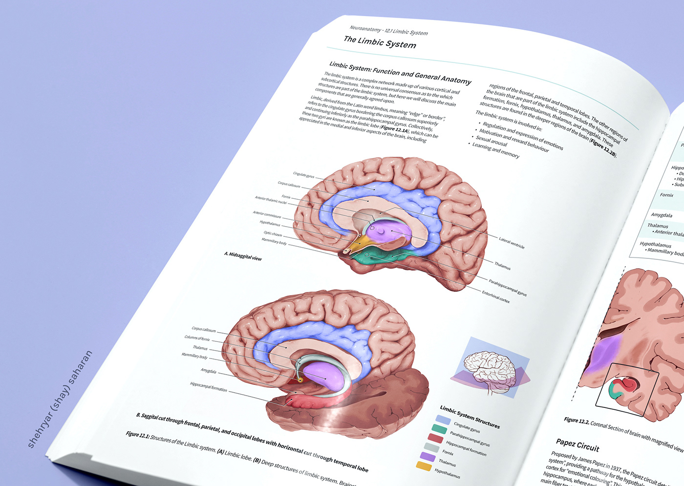 anatomy book human ILLUSTRATION  medical design medical illustration Neuroscience science scientific textbook illustration