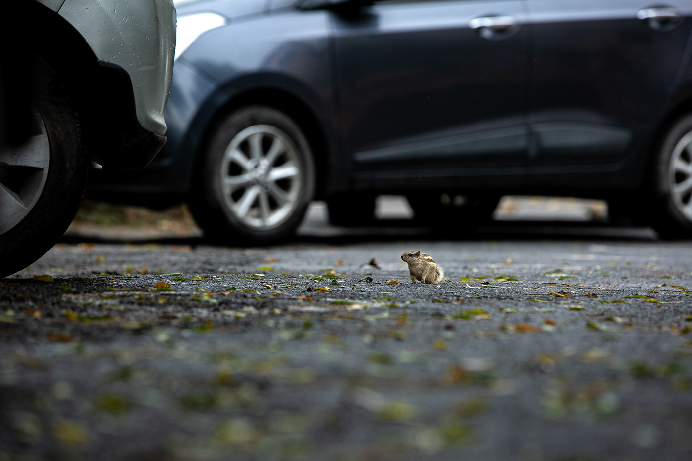 Photography  squirrel nature photography wildlife urbanphotography streetphotography juxtaposition animals cute