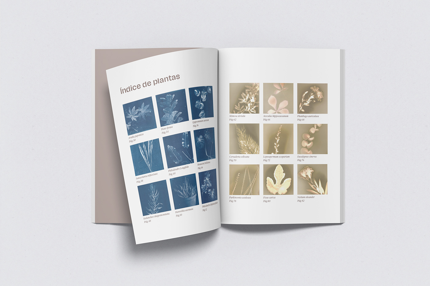 magazine experimental photography cyanotype anthotype design lumenprint