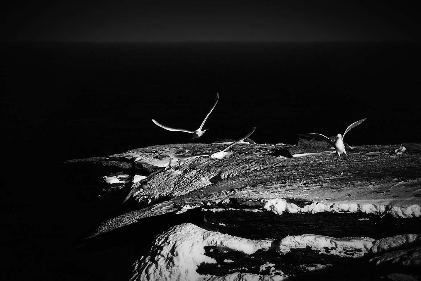 bw Bear island norway Barents Sea birds b&w Landscape seascape Arctic fine art