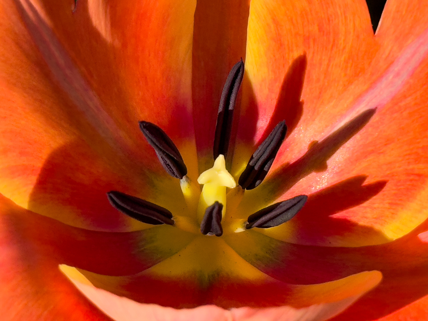 floral magnolia tulips Flowers Nature Photography  lightroom spring petals daffodils