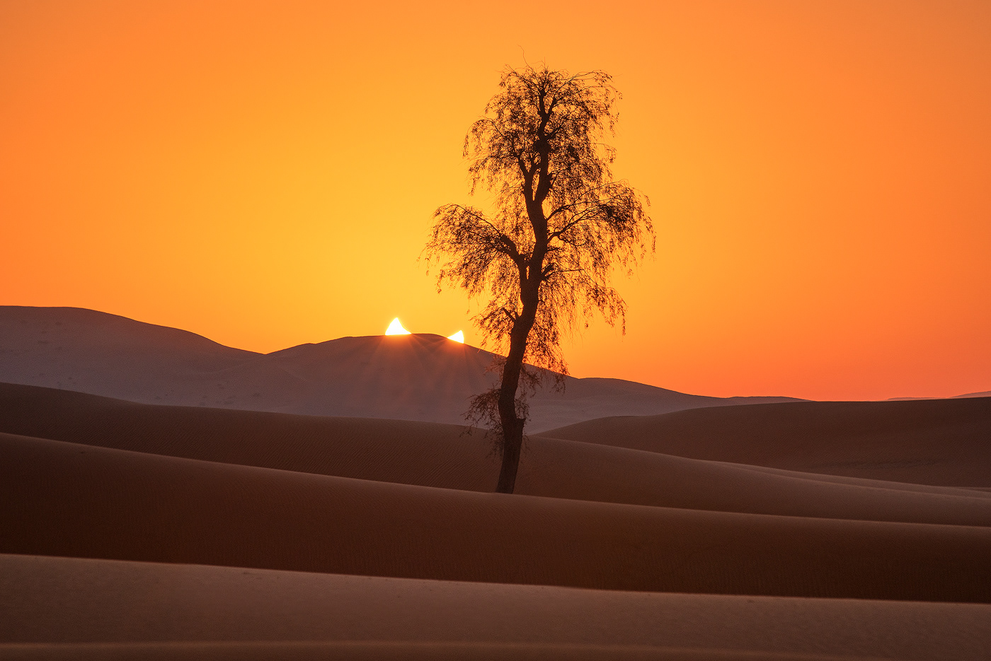 annular desert dunes eclipse Landscape rub al khali solar eclipse Sunrise Tree  United Arab Emirates