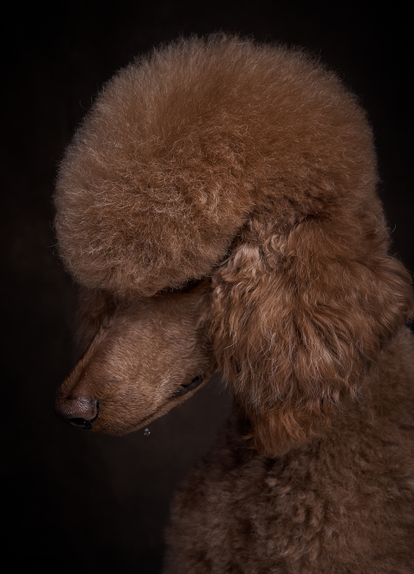 dogs Poodle Standard Poodle canine portrait studio Photography 