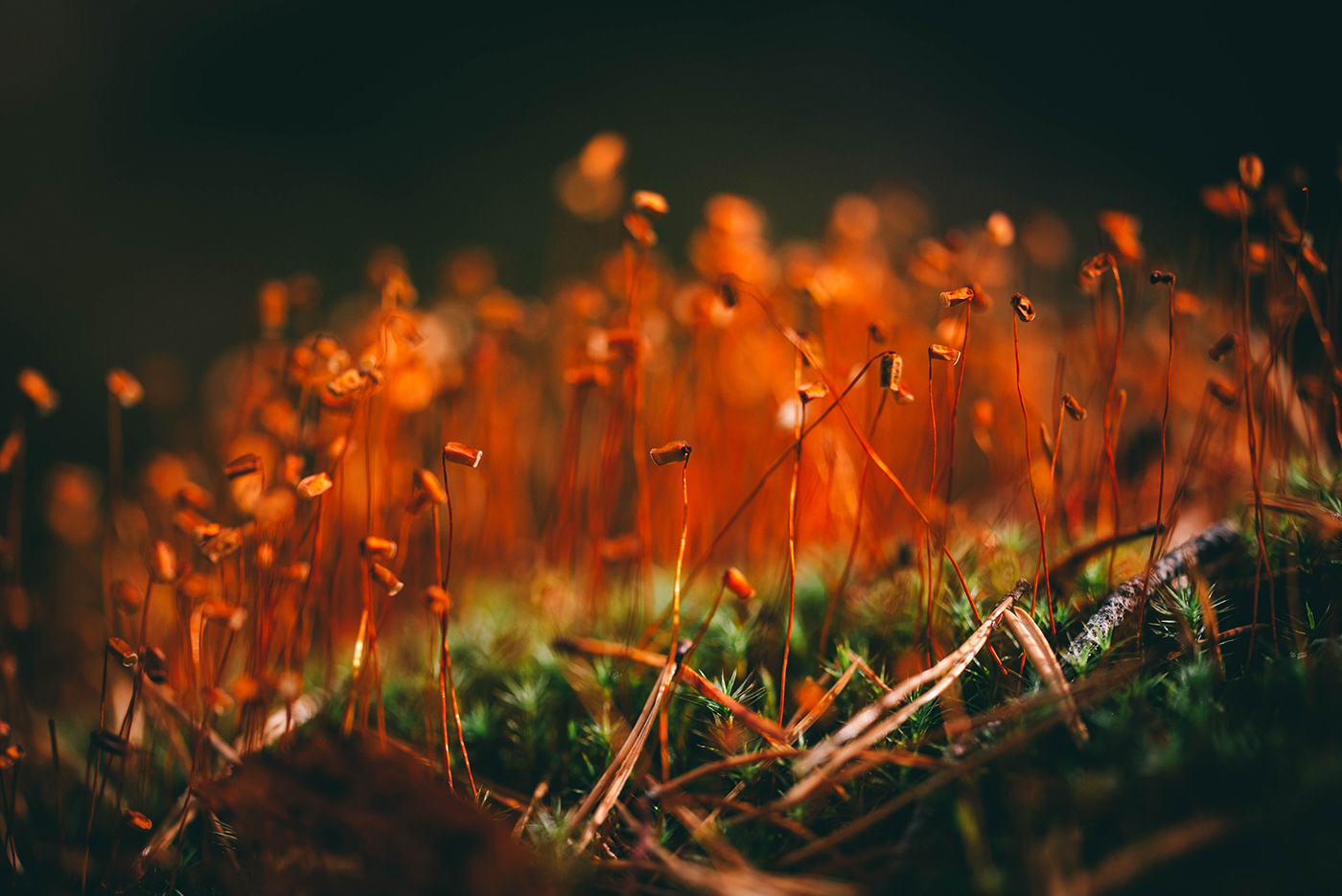 autumn finland forest light moss Nature Presetr Tree 