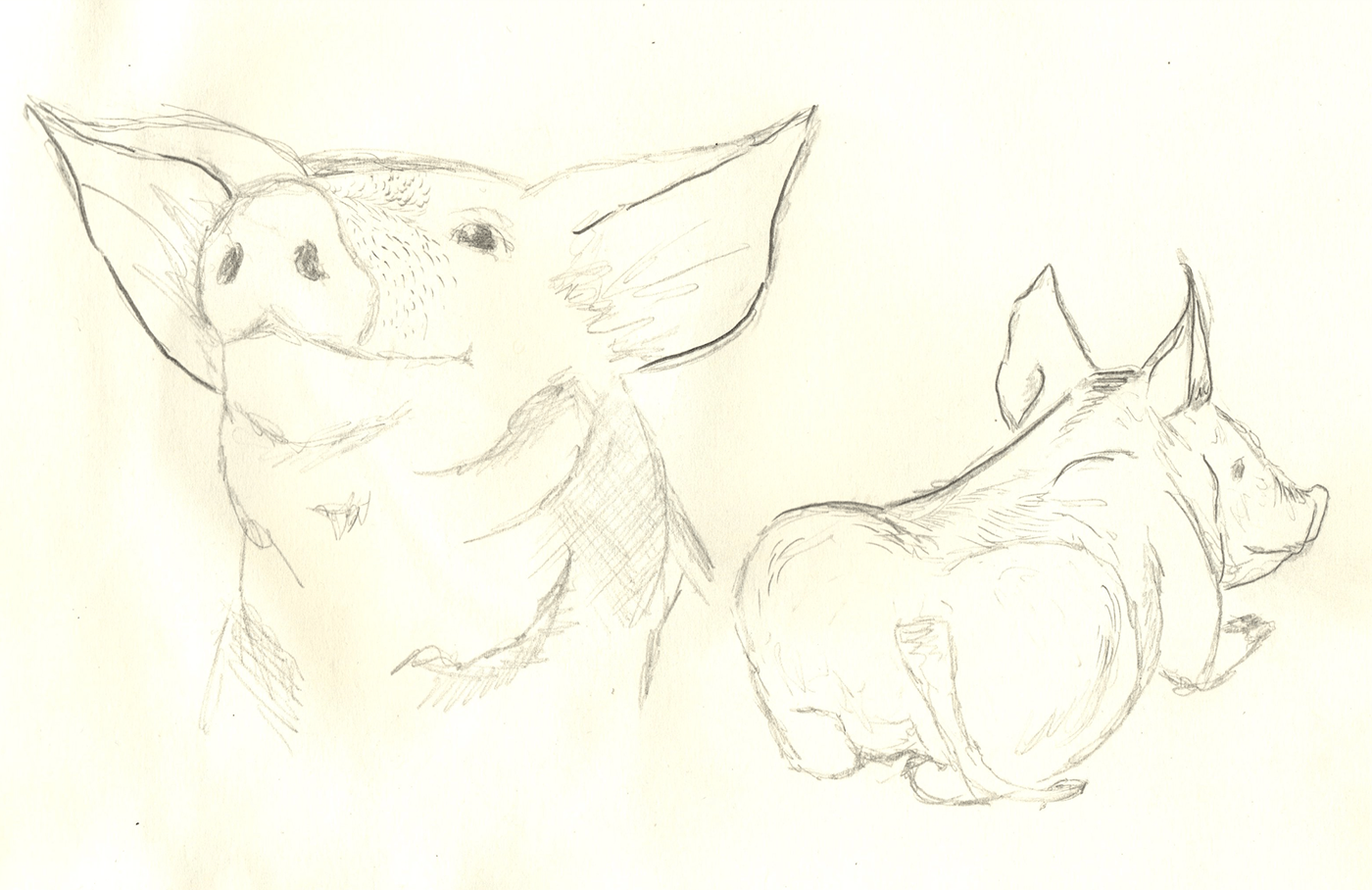 animales artwork CERDOS dibujo ilustracion ilustration pigs sketch