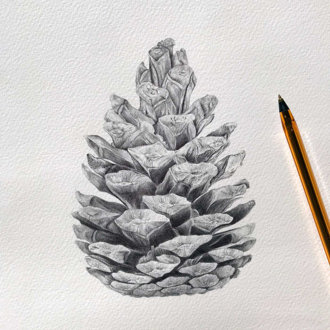 pine cone Drawing  ballpoint pen pen black and white Sisters paper ILLUSTRATION 