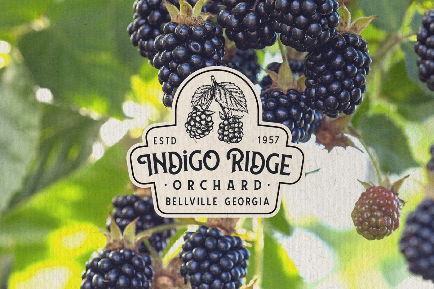 Brand Design design label design logo orchard Retro vintage visual identity wine juice