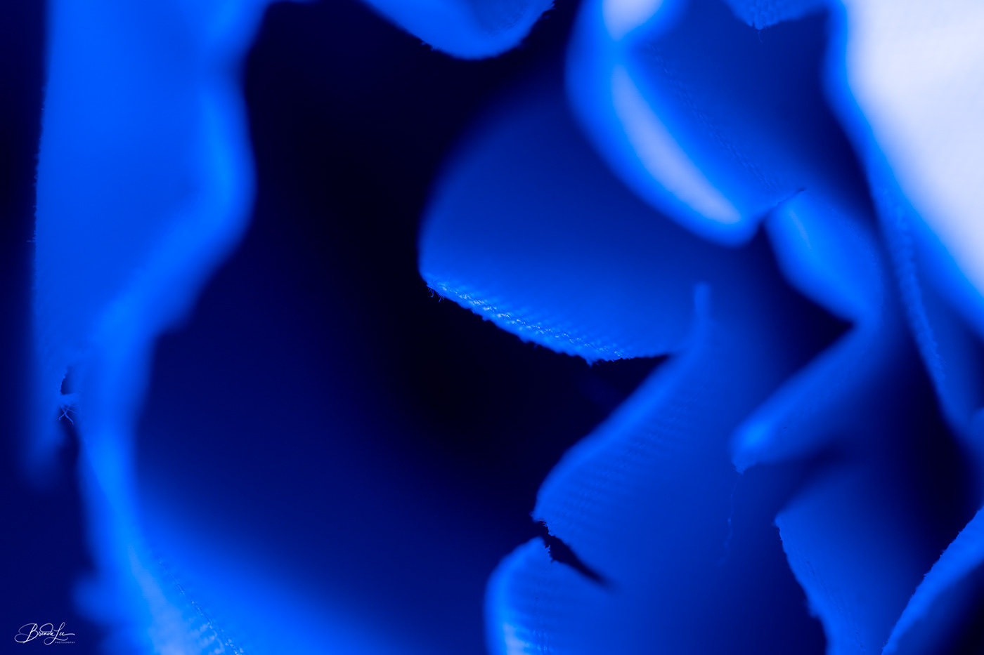abstract blue Sapphire macro Macro Photography light Photography  flower floral botanical