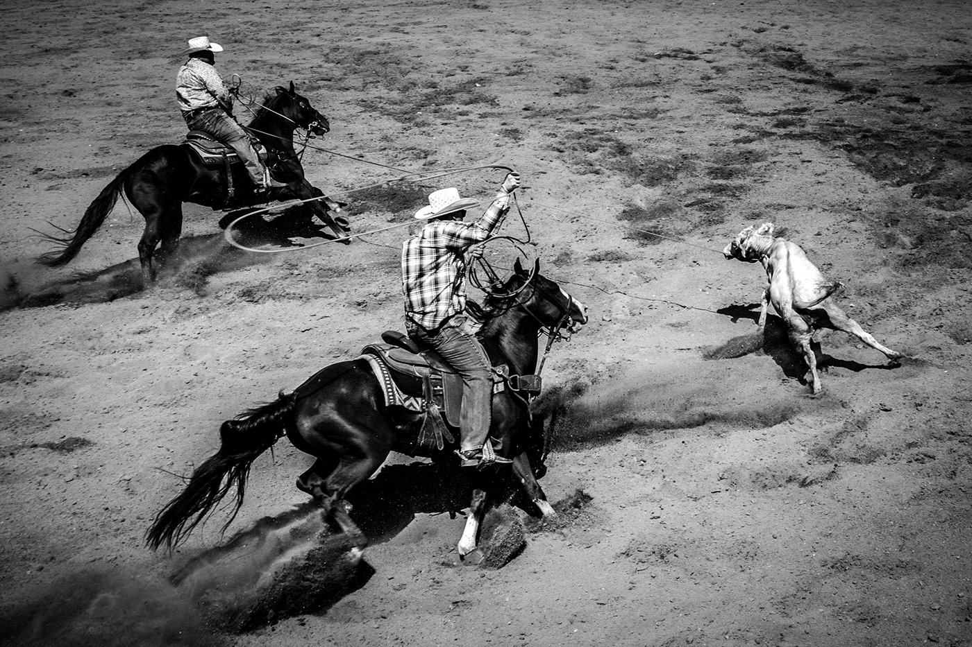 rodeo TeamRoping animals horses bulls Arena ropes people COWBOYS