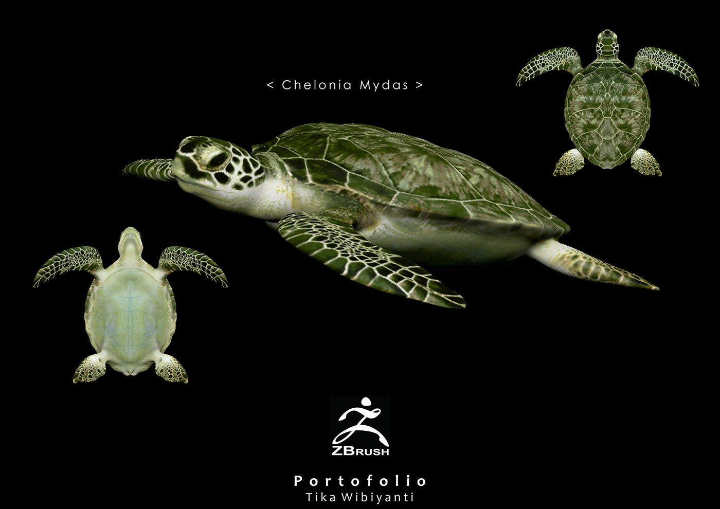 Character animals wild 3d wild Zbrush Turtle 3d turtle 3D model 3d artist 3d design