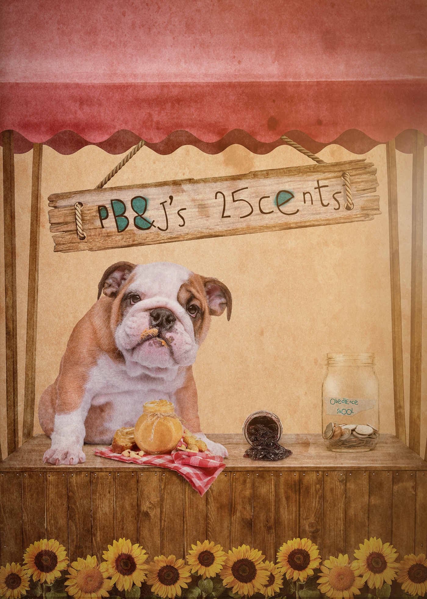 dogs cats Photography Fun pet photography portraits