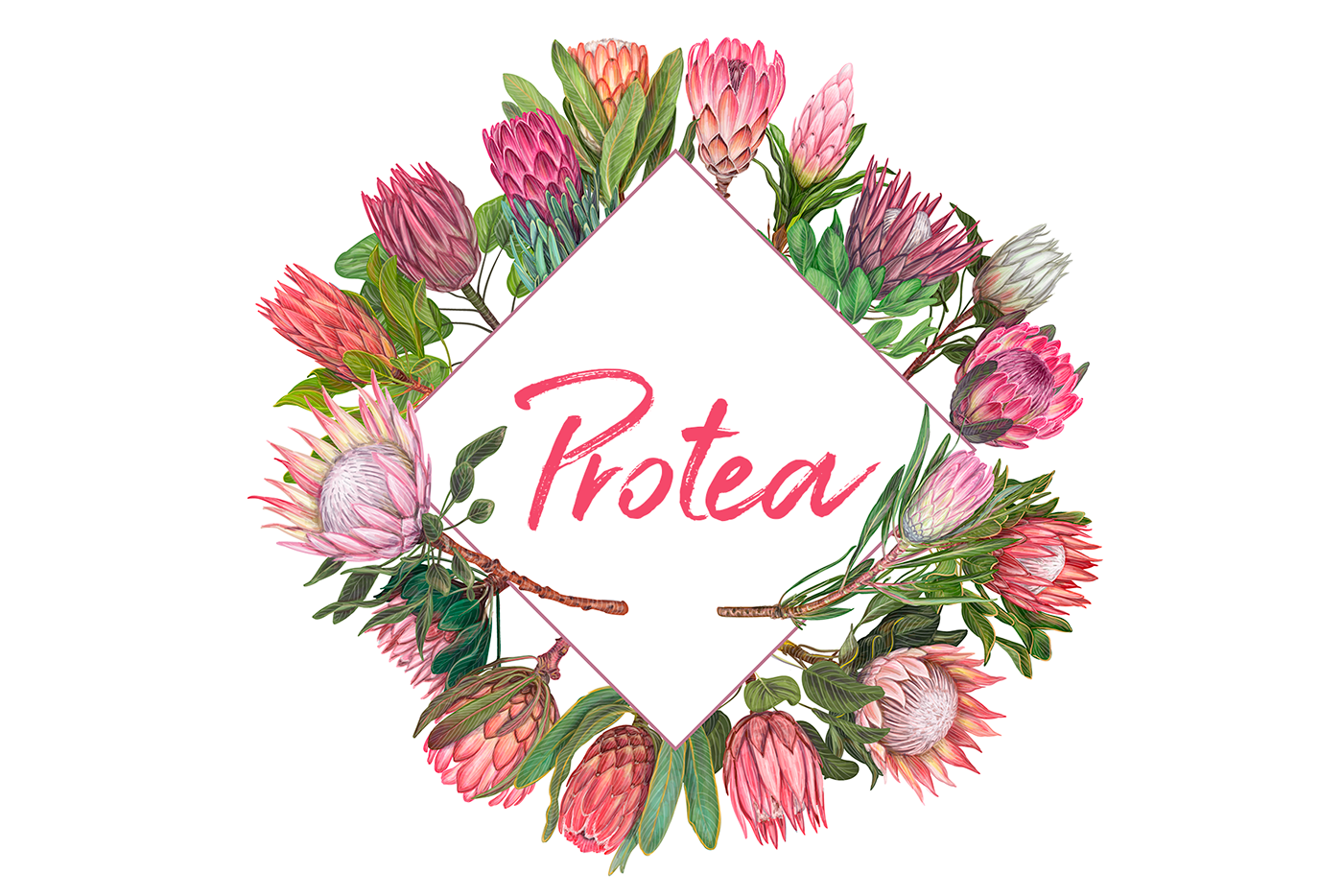 protea botanical flower rose peony watercolor greeting card protea illustration flower illustartion protea drawing