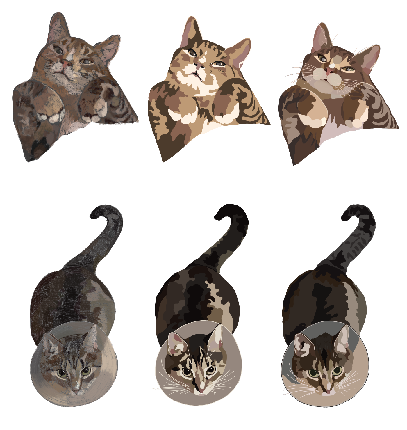 graphic ILLUSTRATION  Procreate adobe illustrator Cat portrait Drawing  Digital Art  artwork beginner