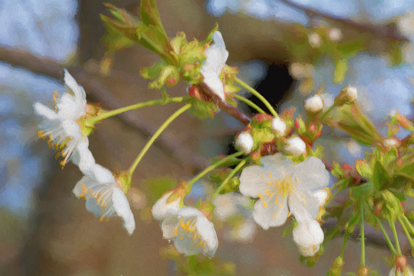 spring macro photo photograph bloom flower Flowers Tree 