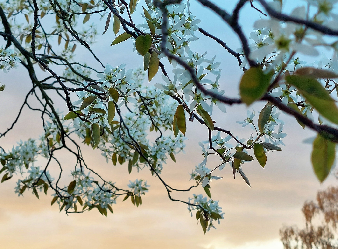 beauty blossom Flowers Melancholy Nature Pear pear tree Photography  spring sunset