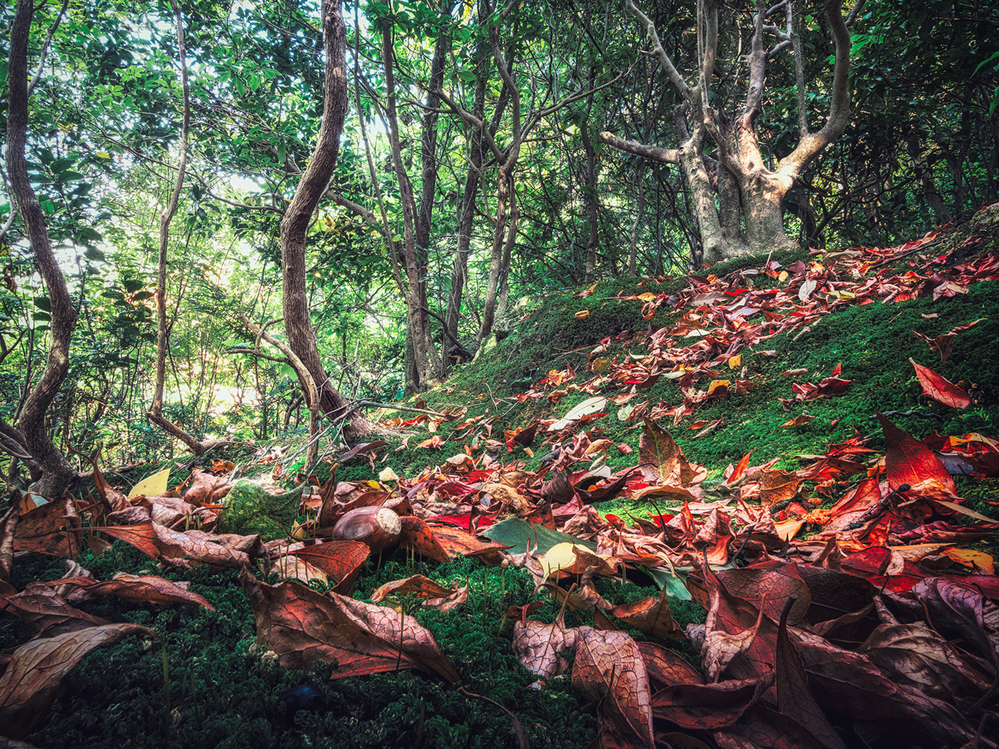 Autumn forest of dwarfs.
Acorns are often lying around.