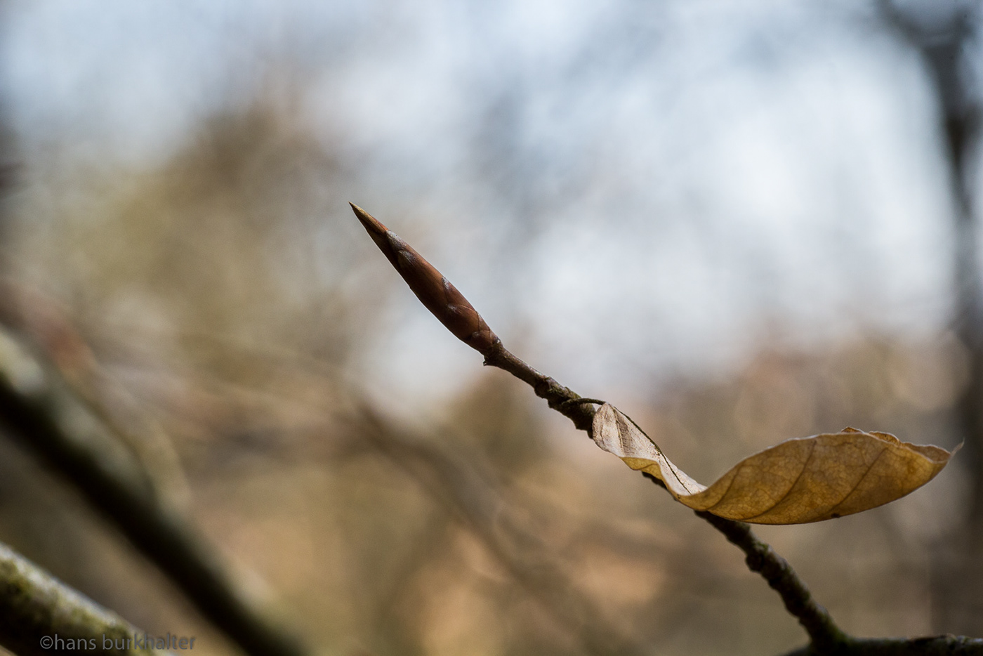 Beobachten Burkhalter forest Frühlingserwachen macro Observe Spring Awakening wald