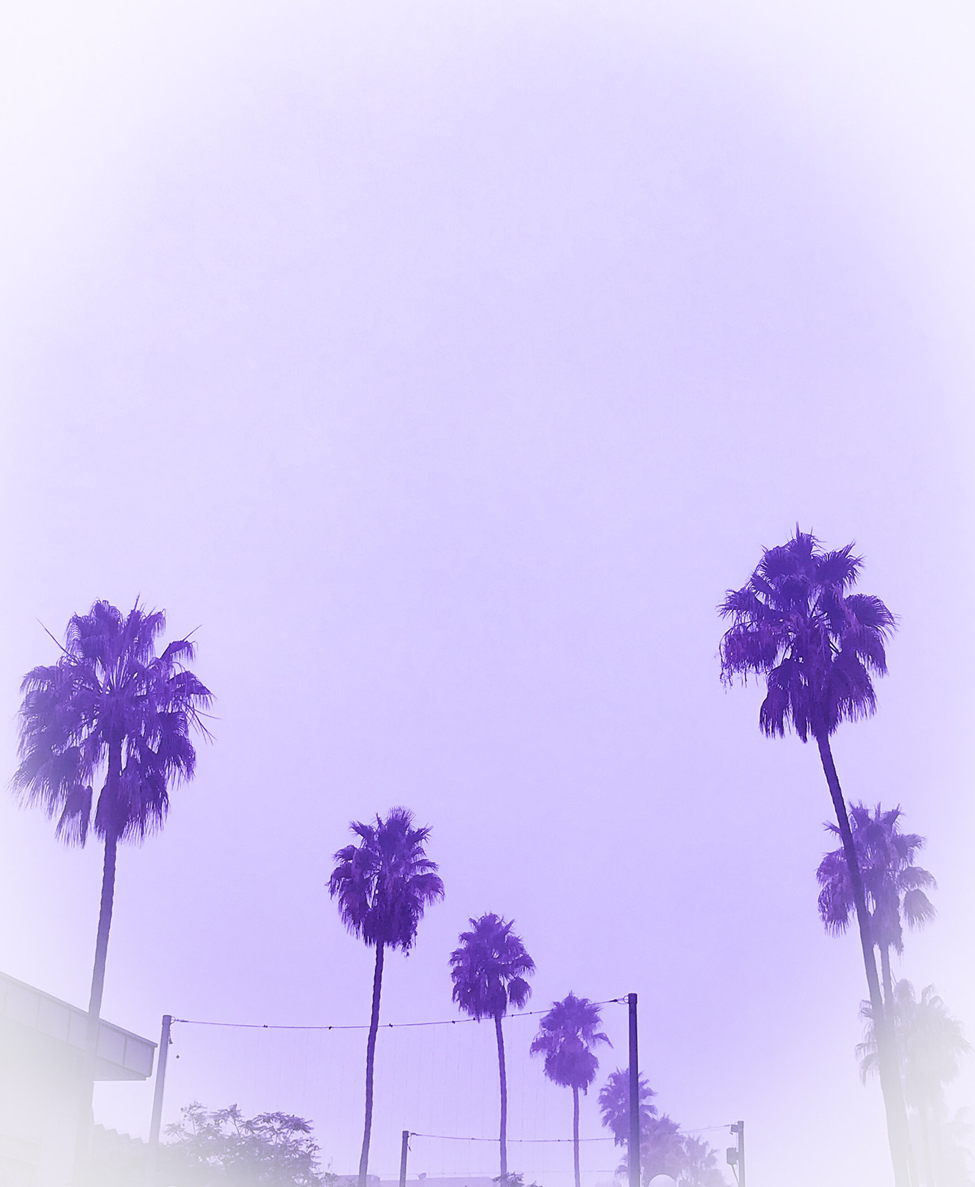 purple Photography 