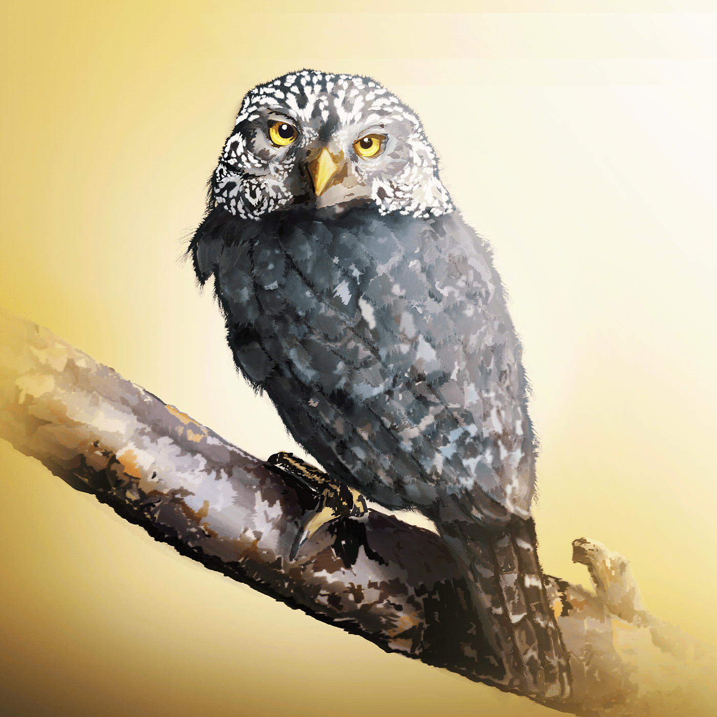 animal ave buho Digital ilustration ilustration owl peru photoshop bird Drawing 
