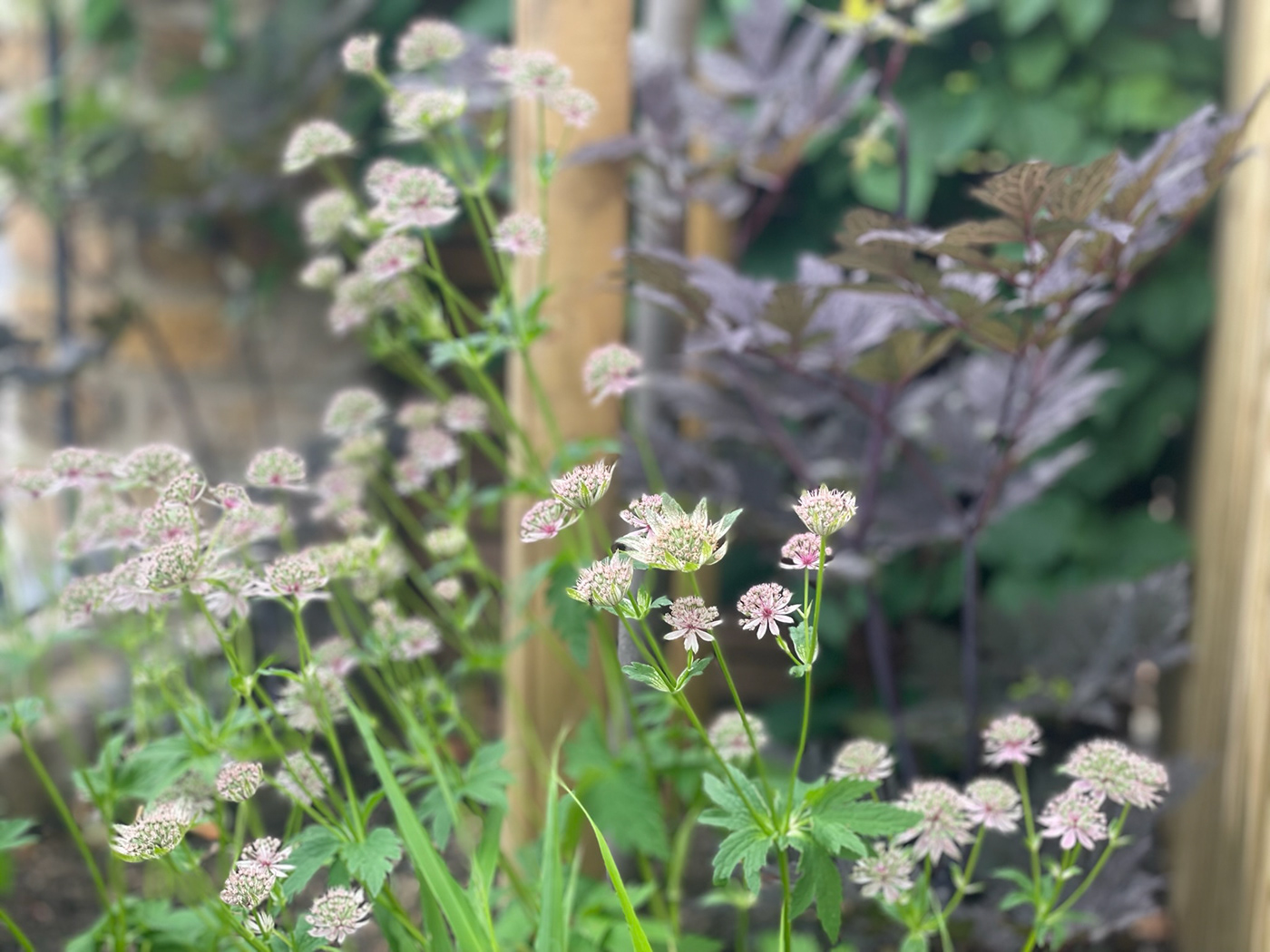 Astrantia and Actaea planting combination