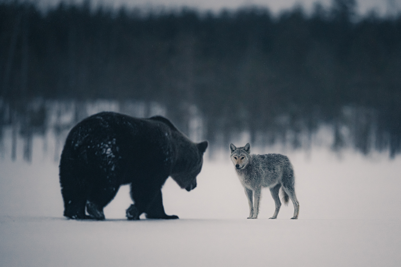Bear and wolf meet in a snowy wilderness