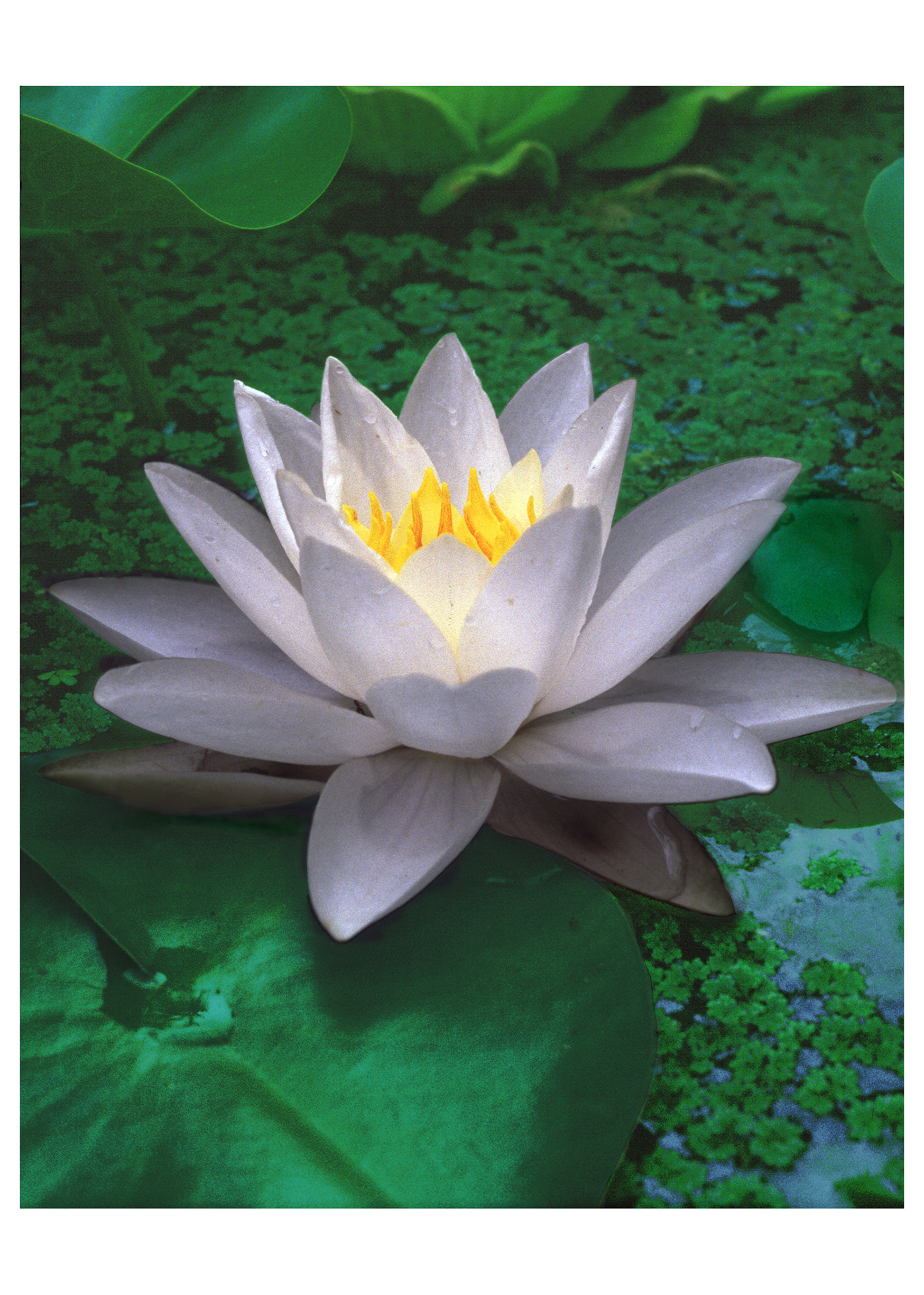 Image may contain: flower, lotus and fragrant white water lily